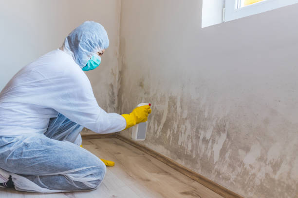 Licensed Black Mold Remediation service in Robbinsville, NJ - 24 Hour Mold Removal