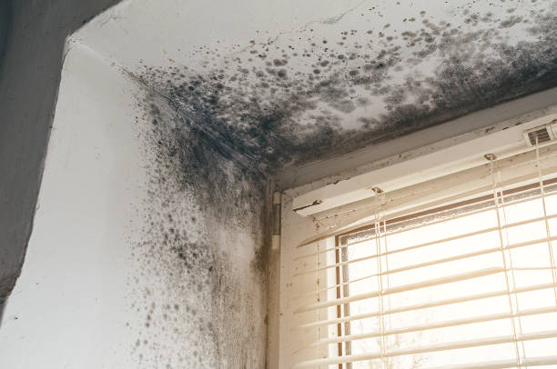 Affordable Black Mold Remediation solutions in Robbinsville, NJ